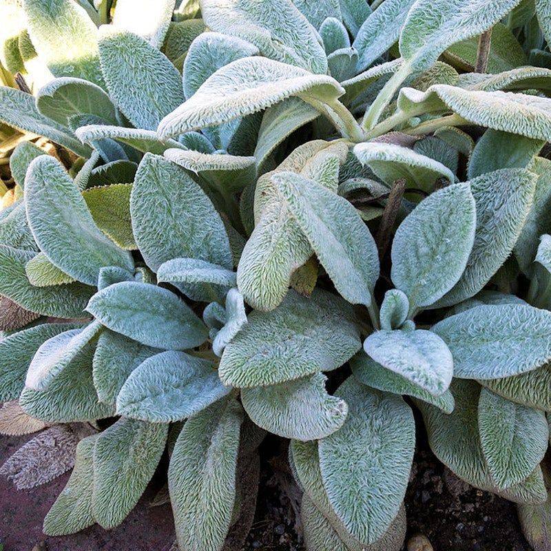Lamb’s Ear (Stachys byzantina)