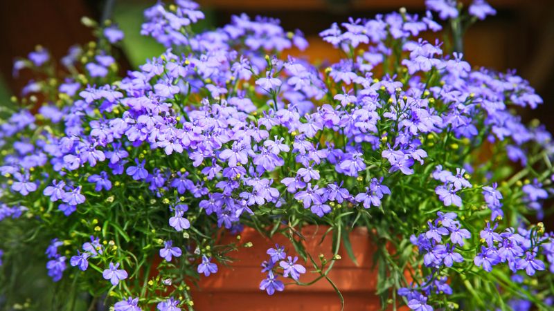 Lobelia