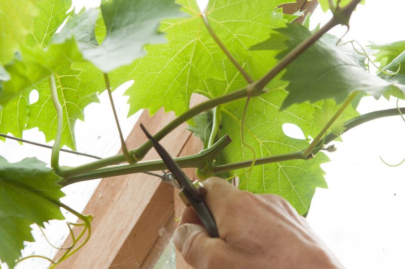 Grapevines Require Years to Bear Fruit