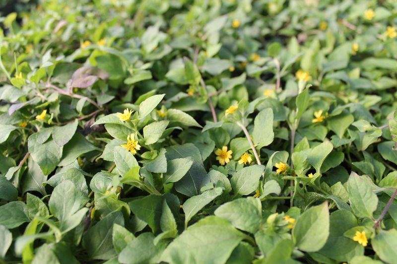 Horseherb (Calyptocarpus vialis)