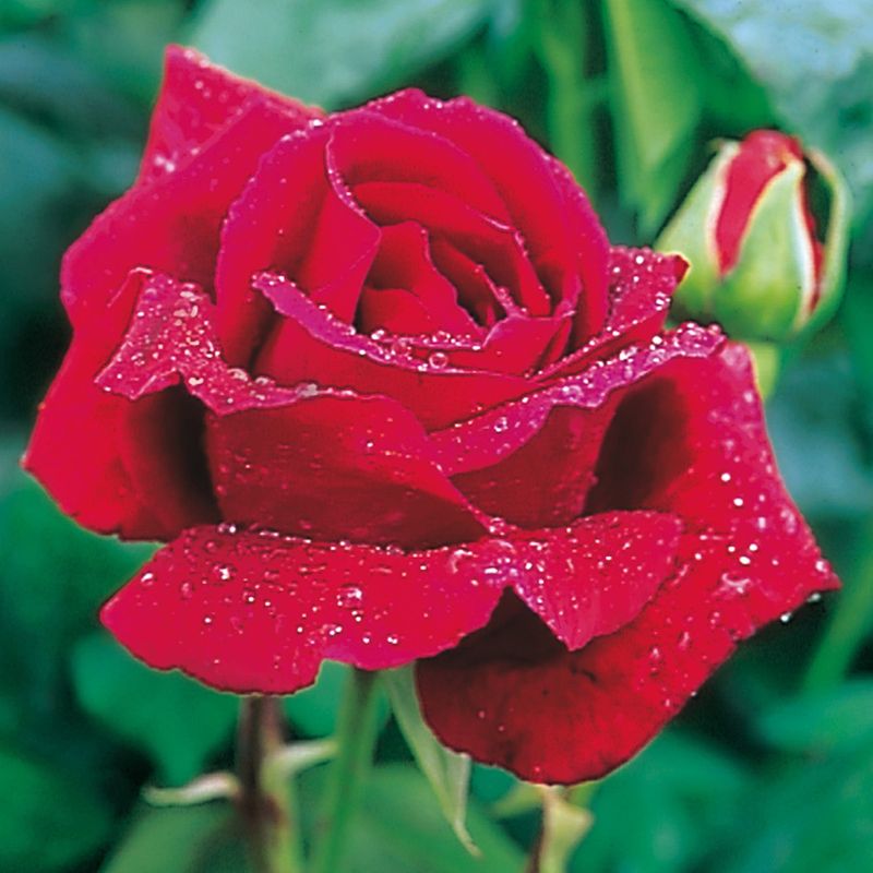 Rose 'Crimson Glory'