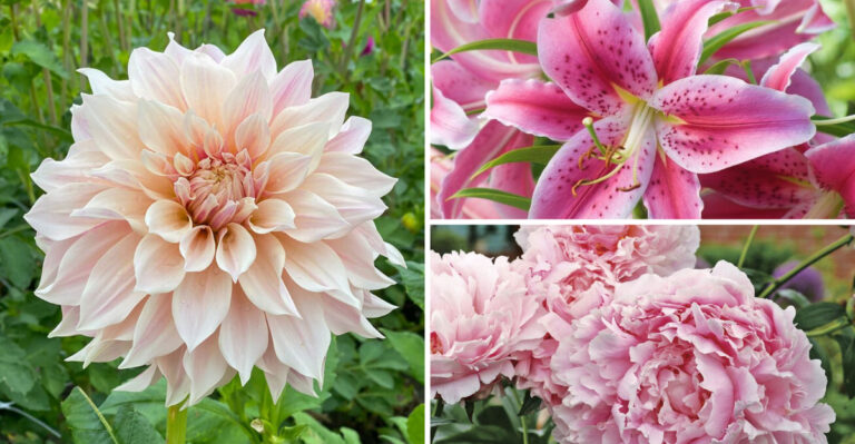 How These 22 Bold Blooming Plants Transformed My Garden