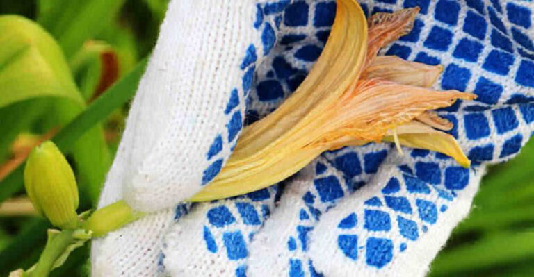 How To Deadhead Daylilies – 7 Simple Steps To Make Them Bloom Again!