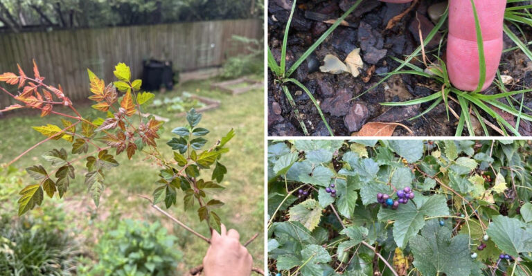 How To Get Rid Of Aggressive Peppervine Before It Strangles Your Perfect Lawn