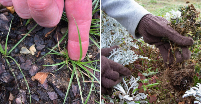 How To Get Rid Of Aggressive Peppervine Before It Strangles Your Perfect Lawn