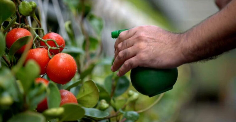 How To Get Rid of Aphids on Tomato Plants—Fast and Naturally!