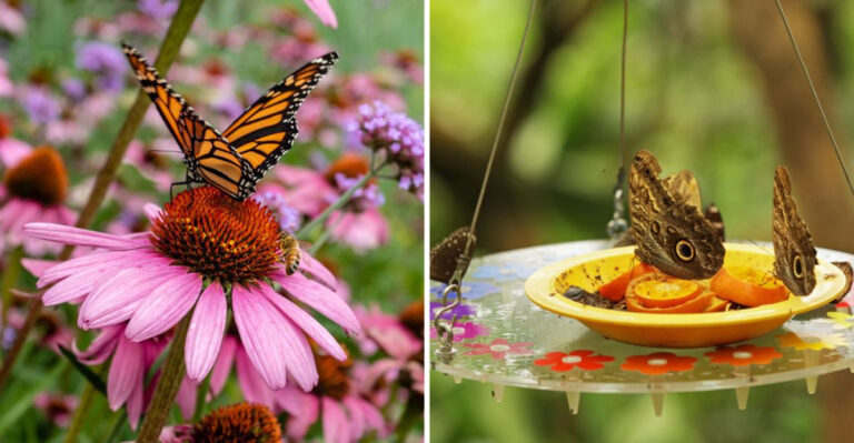 How to Attract Bees and Butterflies to Your Garden Naturally
