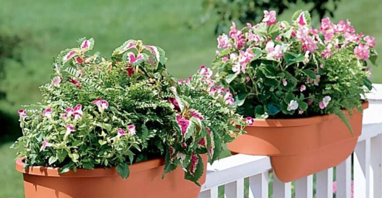 How to Beat the Heat: Balcony Gardening Tips for a Scorching June