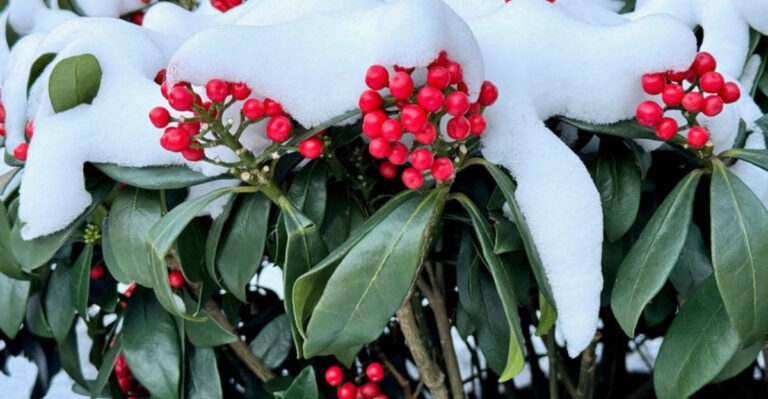 How to Build a Garden that Changes Color with the Seasons