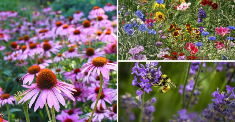 How to Create a Pollinator Paradise on a Budget