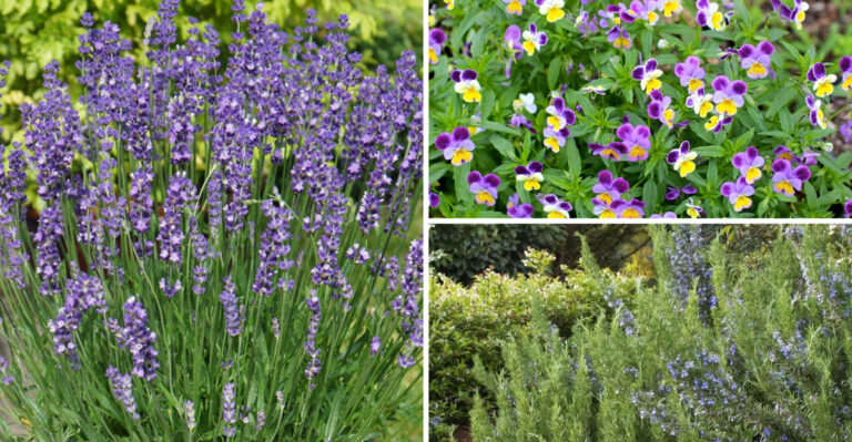 How to Cultivate a Shakespeare Garden