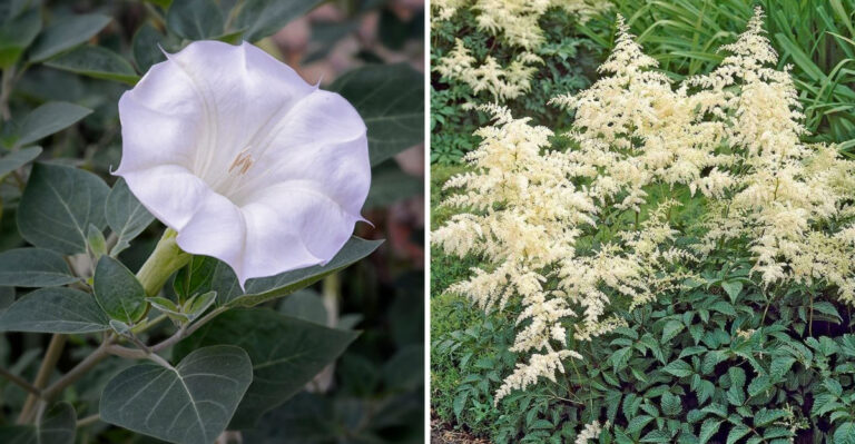 How to Design a Moon Garden with Silver and White Blooms