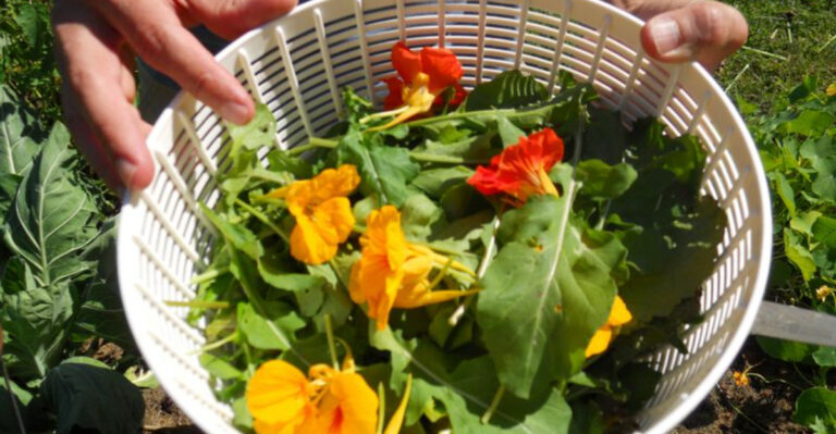 How to Grow Edible Flowers That Will Leave Your Guests Speechless