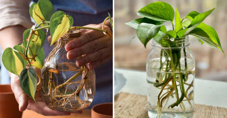 How to Grow Houseplants from Cuttings — Expert Tips Included