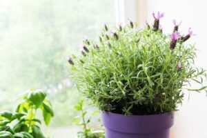 How to Grow Lavender Indoors Year-Round - Complete Gardening