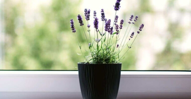 How to Grow Lavender Indoors Year-Round