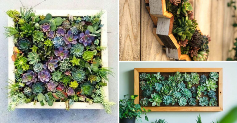 How to Make a Succulent Picture Frame