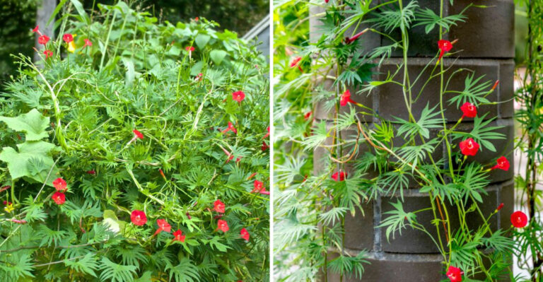 How to grow cardinal creeper – the fast-growing vine that will fill your yard with a profusion of red flowers this summer