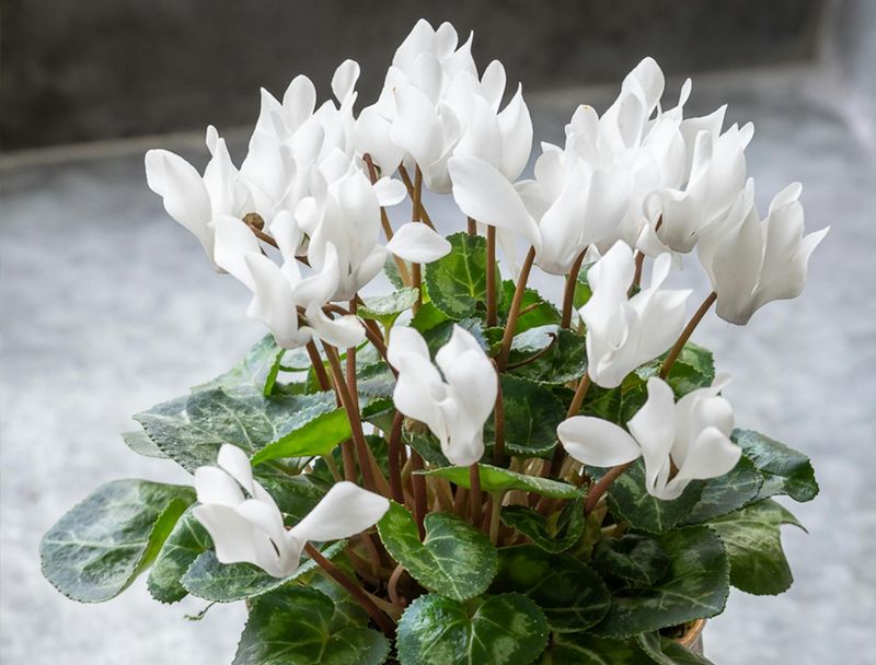 Cyclamen (White variety)
