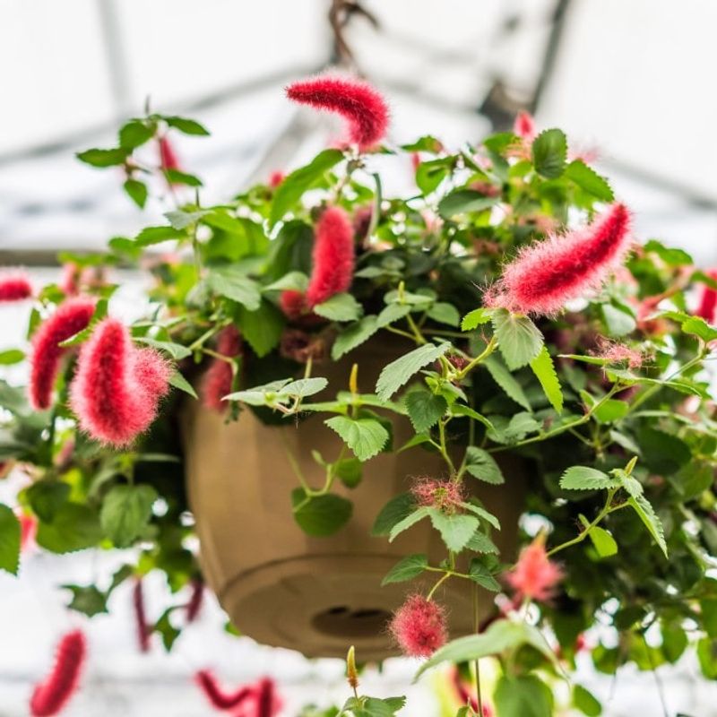 Chenille Plant (Acalypha hispida)