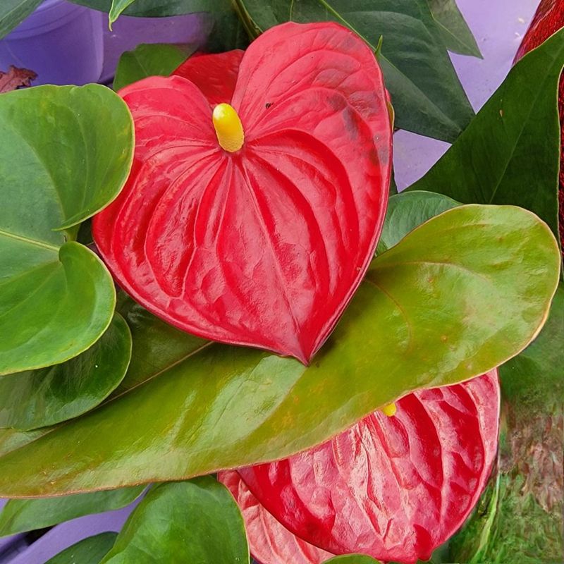 Anthurium