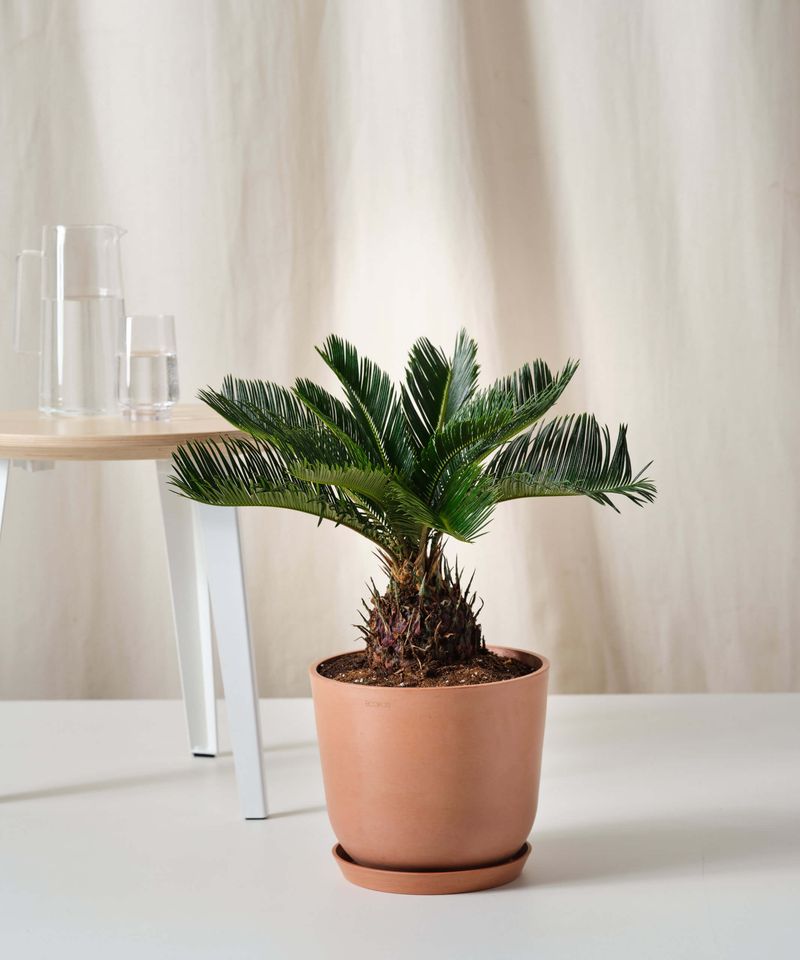 Sago Palm (Cycas revoluta)