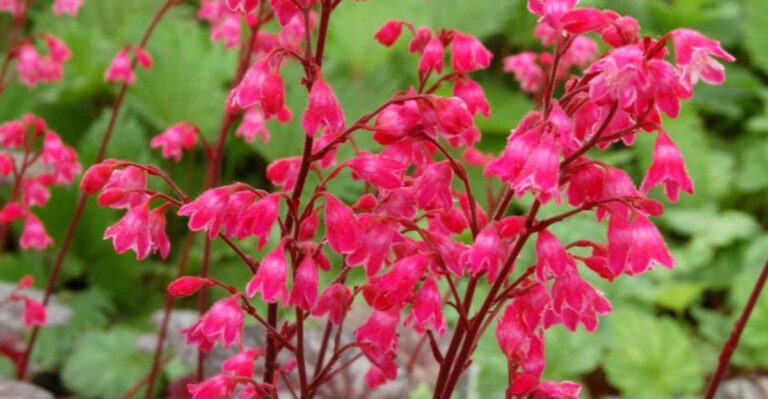 Hummingbird Heaven: 20 Stunning Hanging Plants to Grow