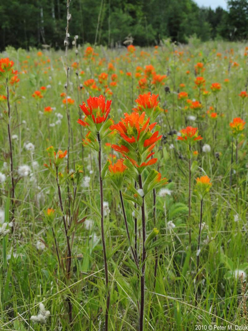 Indian Paintbrush
