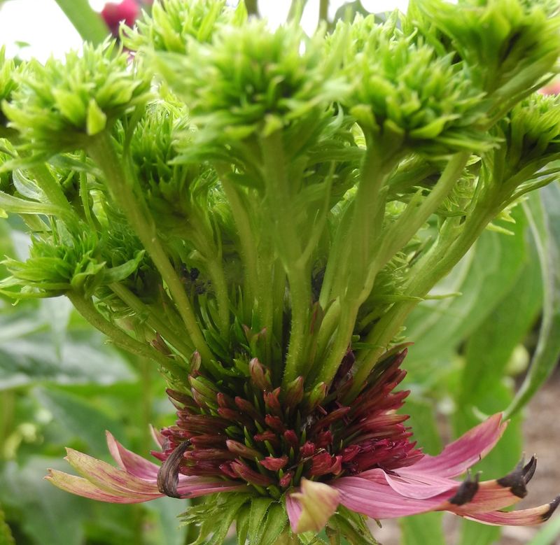 Bizarre Symptoms That Puzzle Gardeners