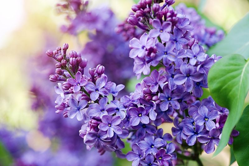 Lilac