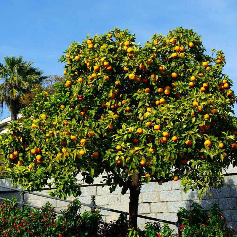 Orange Tree