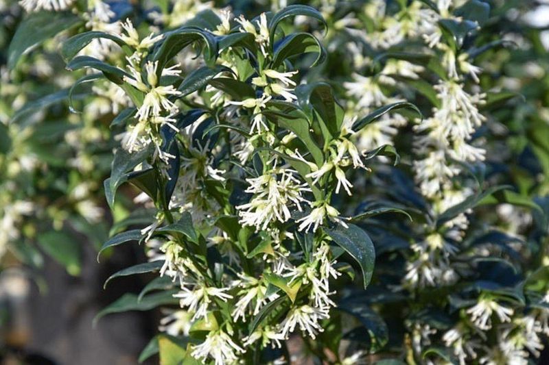 Sarcococca (Sweet Box) (Sarcococca confusa)