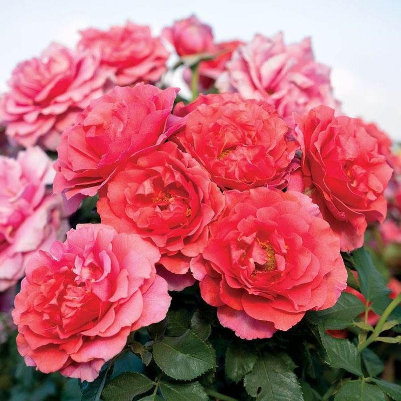 Floribundas (Most Cultivars)