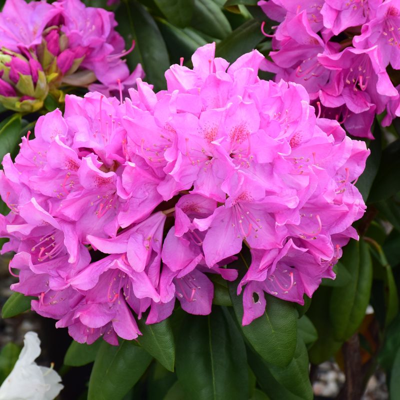 Rhododendron