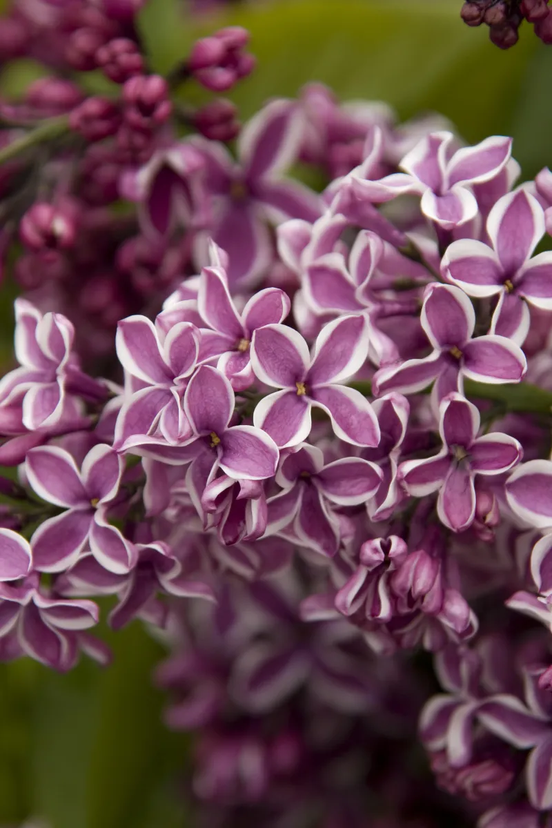 Lilac 'Sensation'