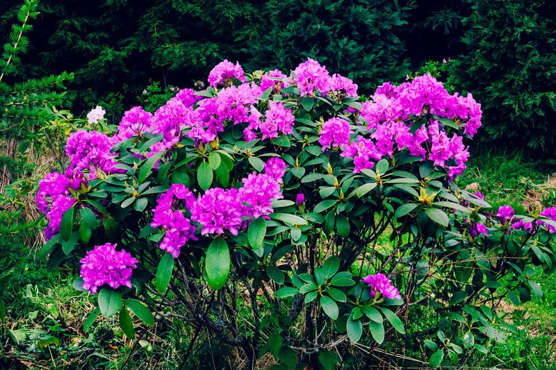 Rhododendron's Majestic Presence