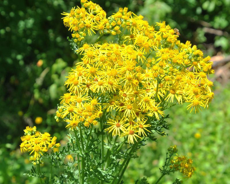 Ragwort