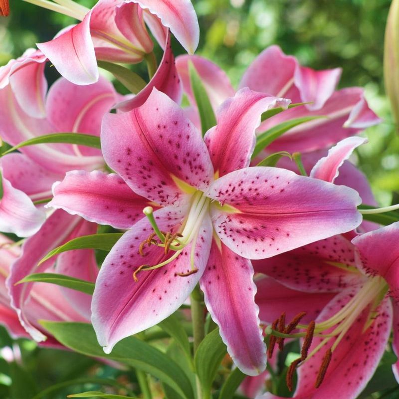 Lily 'Stargazer'