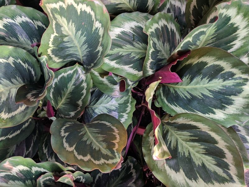 Calathea (Disappoints)