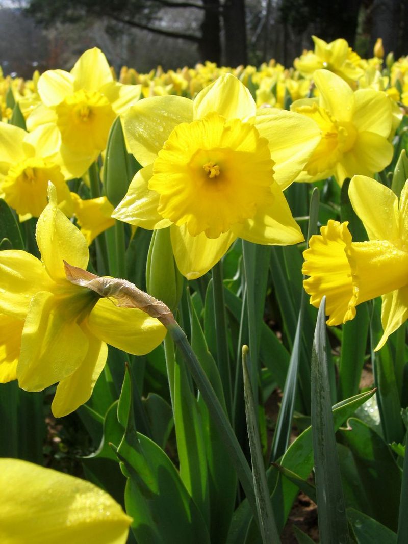 Daffodils (Narcissus spp.)