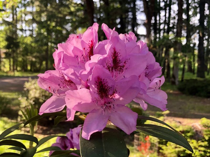 Rhododendrons