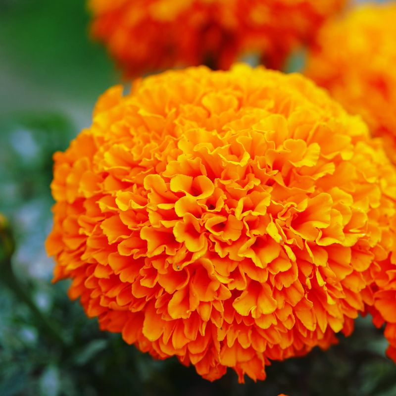 Marigolds