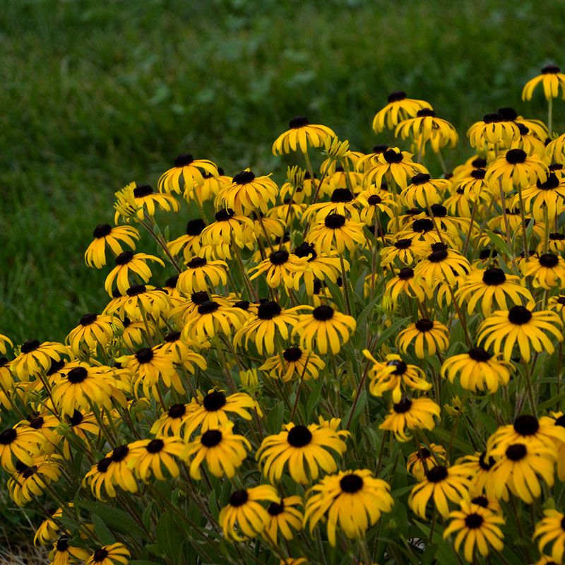 Black-Eyed Susans (Rudbeckia)