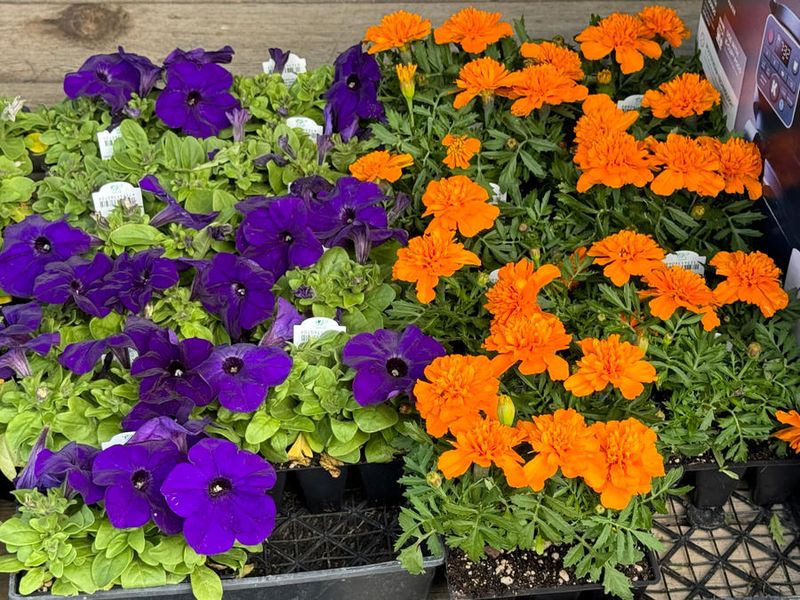 Petunias and Marigolds