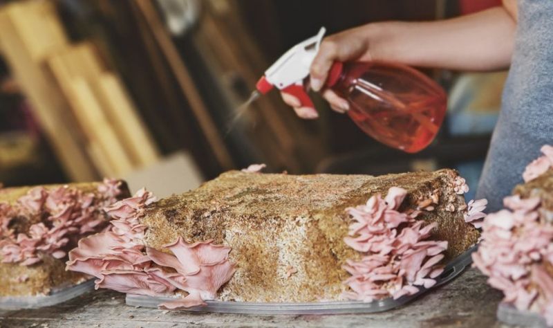 Misting Bottle (For Humidity)