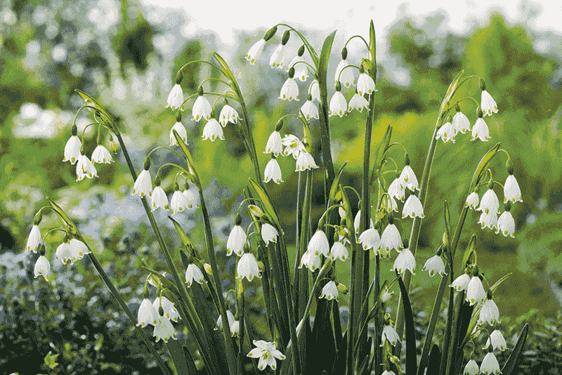 Leucojum autumnale (Fall Snowflake)