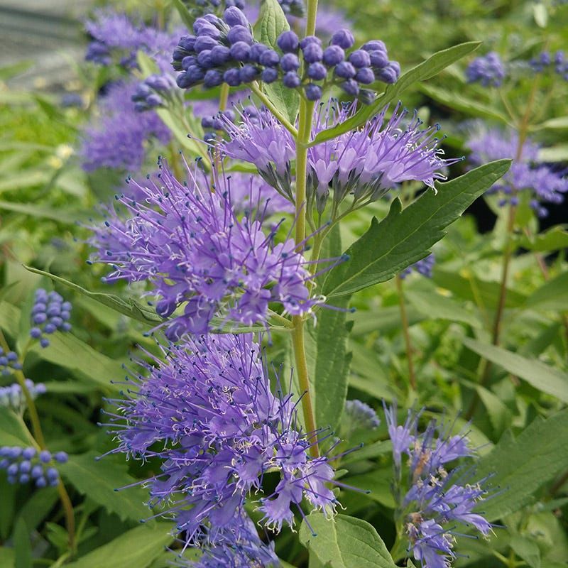 Caryopteris X Clandonensis