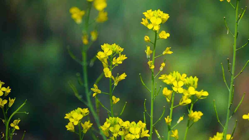 Mustard Plant