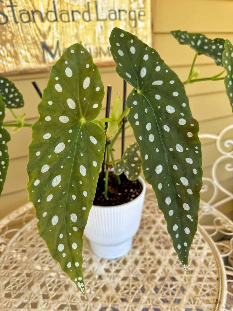 Begonia Maculata