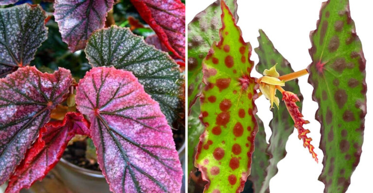 I Collected 17 Spotted Begonias So You Don’t Have To – Here Are Winners